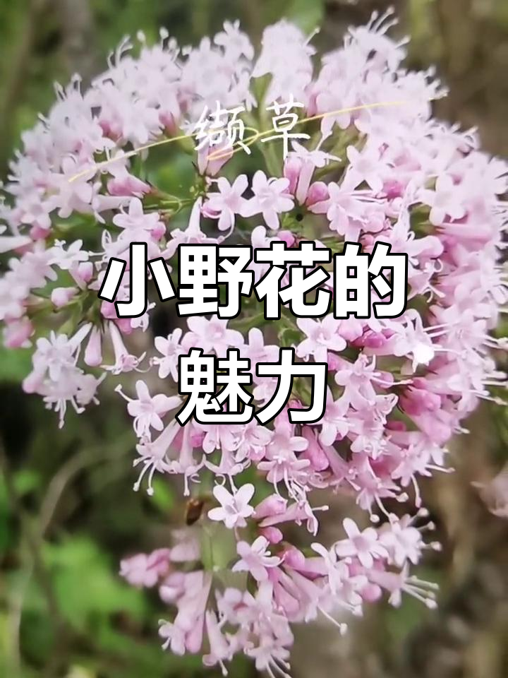野花之美，高清免费观看完整版，自然之魅力-第2张图片