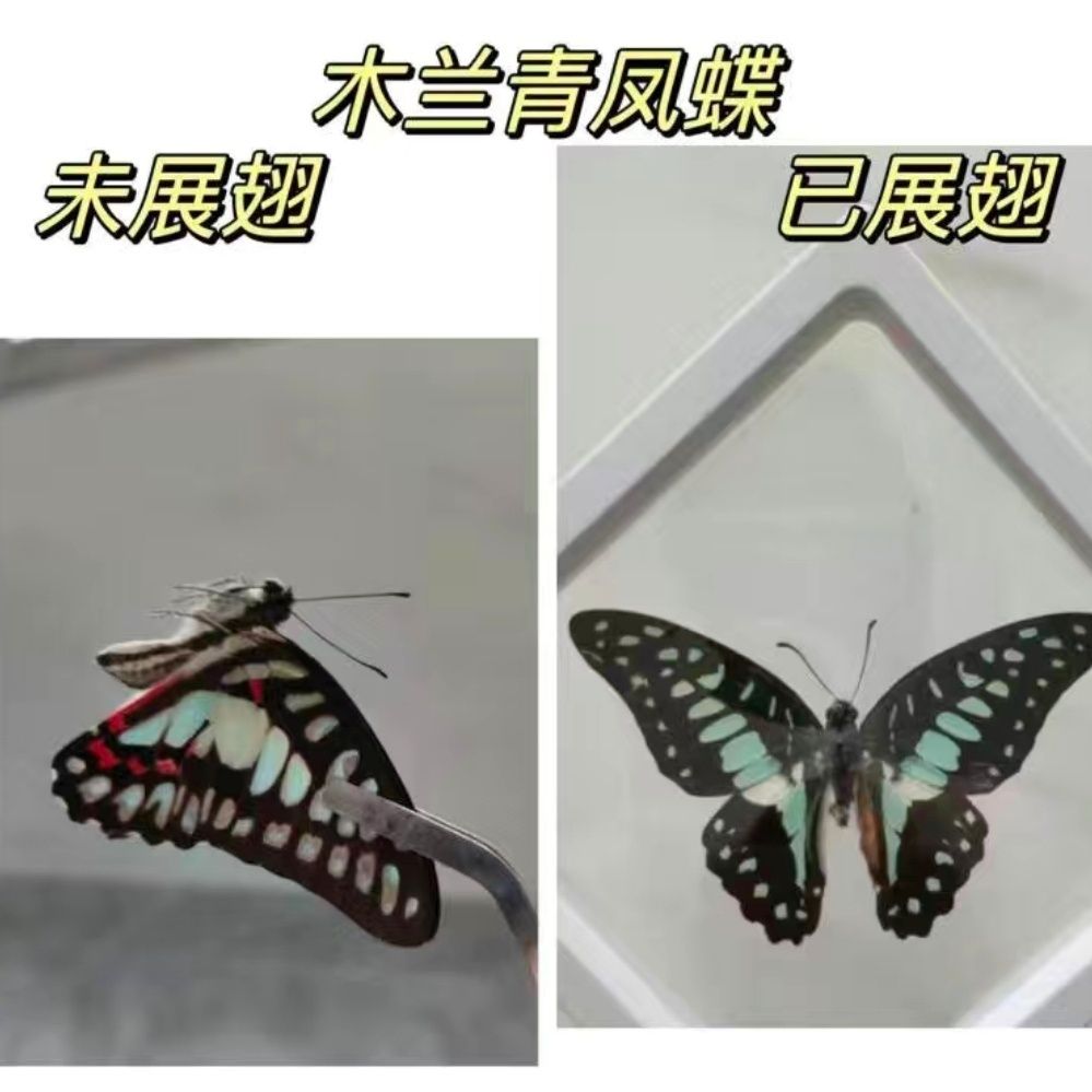 木兰青凤蝶的寓意和象征木兰青凤蝶的神秘之美