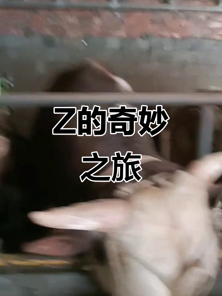 探索Japonensis的多元魅力，从Java到HBB的奇妙旅程