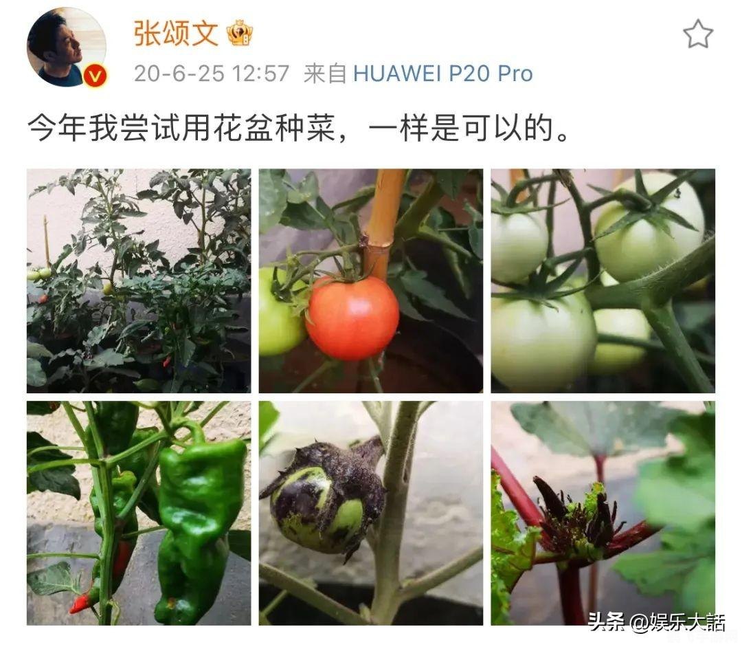 草莓丝瓜秋葵的奇妙世界