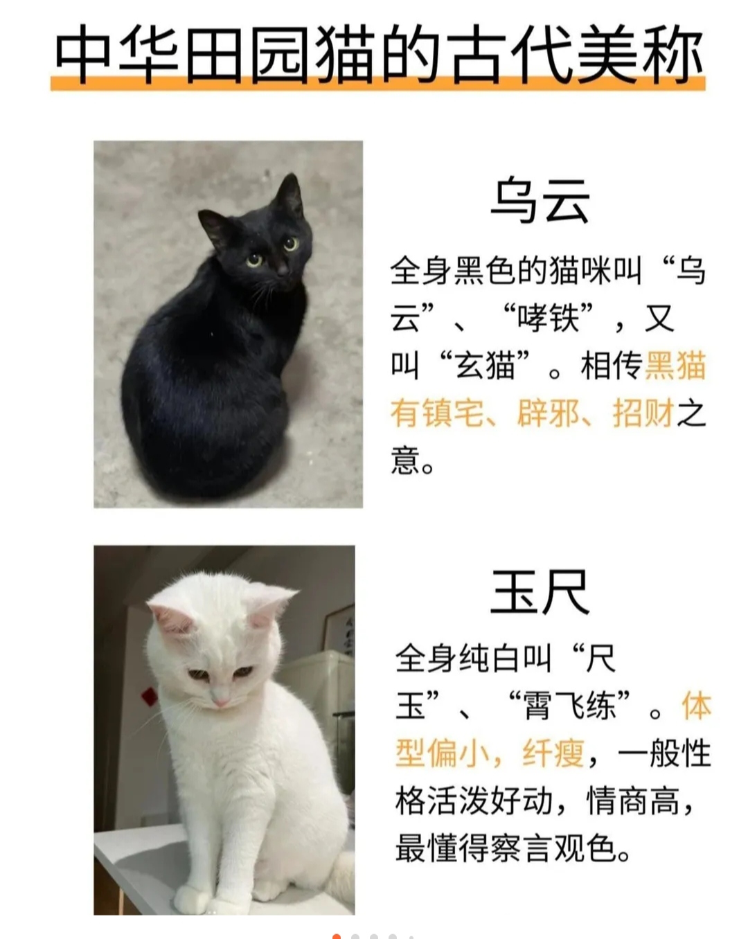 猫咪最新地域网名3336猫咪的最新地域网名3336-第3张图片